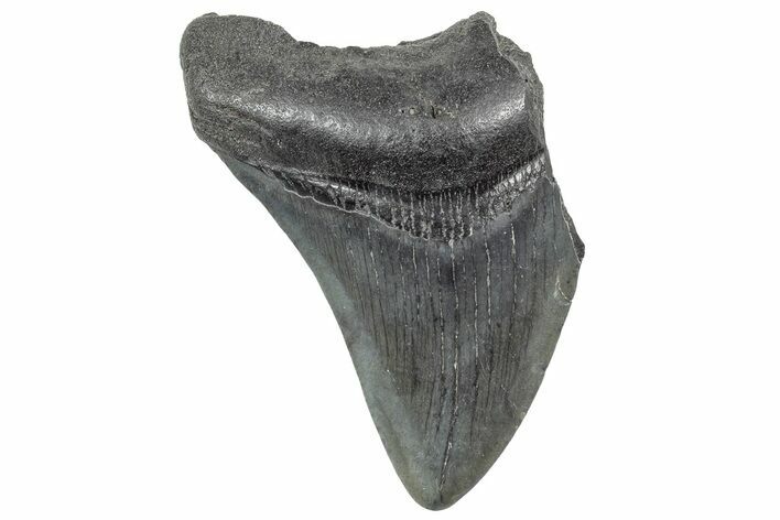 Partial Megalodon Tooth - South Carolina #320723